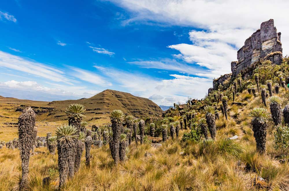 El secreto de los frailejones del páramo boyacense AGBIOS