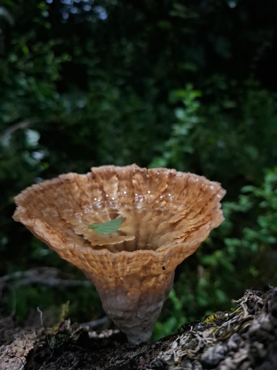 Biología AGBIOS