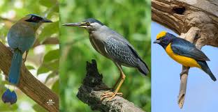 Guía: Primeros pasos en el avistamiento de aves en Boyacá AGBIOS